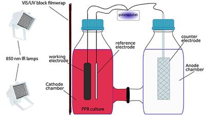 Biological and Bioelectrochemical Systems for Hydrogen Production and Carbon Fixation Using Purple Phototrophic Bacteria